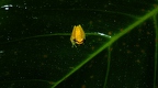 Dendropsophus rhodopeplus-2