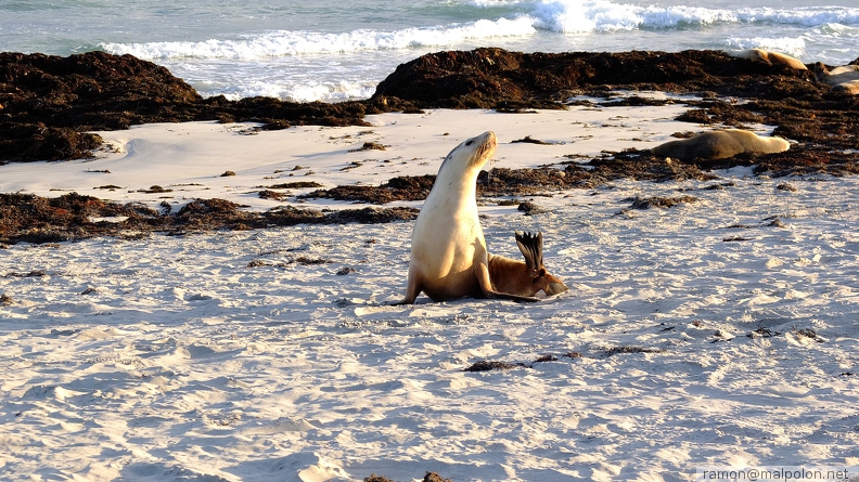 Kangaroo Island Landscapes9 - Kangaroo_Island_Landscapes9.jpg Kangaroo_Island_Landscapes9.jpg